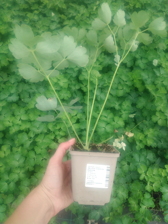 Aguileña Christa Barlow - 2024