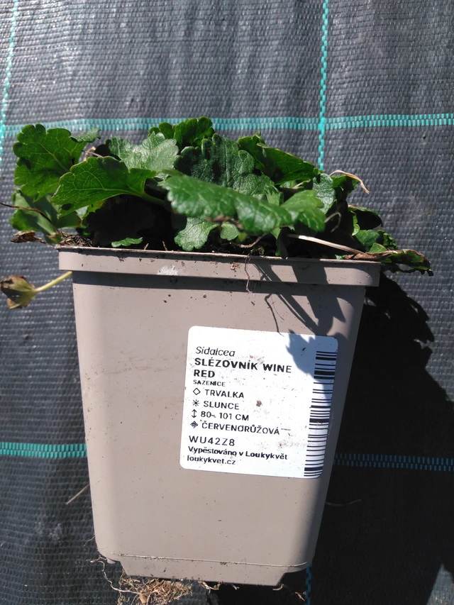 Sidalcea Wine Red - 3. 4. 2025