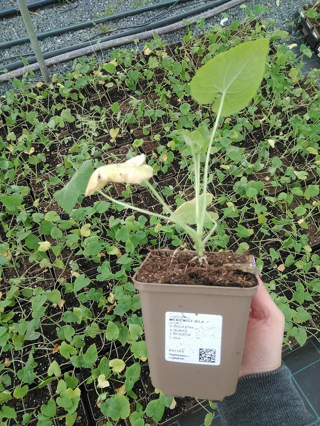 Kesäkuuruoho valkoinen - 9. 6. 2025