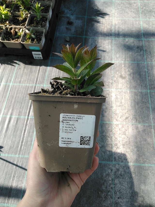 Tädykeasteri Adoration - 7. 4. 2026