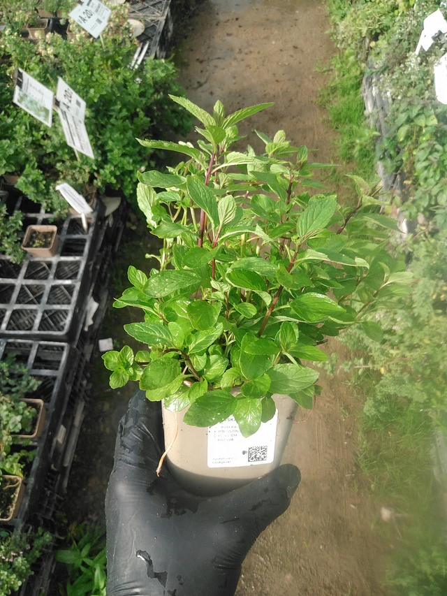 Thaiminttu - 13. 10. 2025