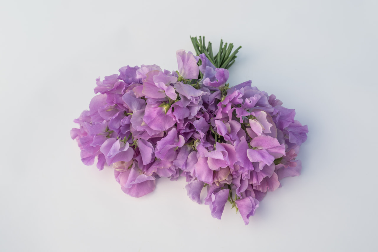 Sweet Pea Winter Sunshine Pink Bicolor, Loukykvět