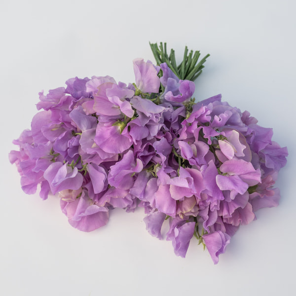 Sweet Pea Winter Sunshine Pink Bicolor, Loukykvět