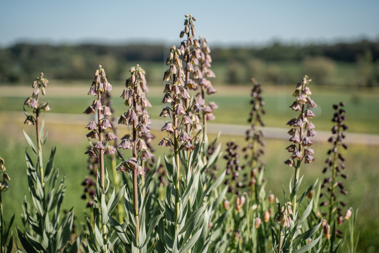 Fritillaria persica Magic Bells, Loukykvět