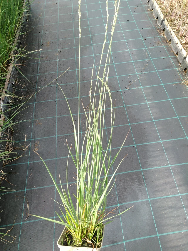 Siniheinä Heidebraut - 28. 7. 2025