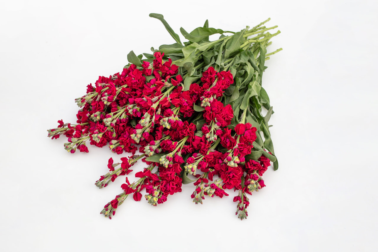 Alhelí Katz Ruby, Loukykvět