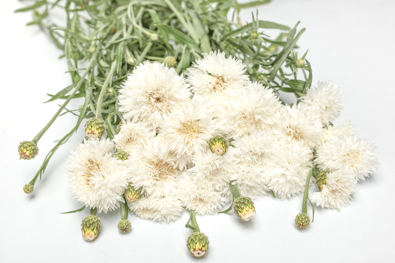 Aciano Tall Double Snowman, Loukykvět