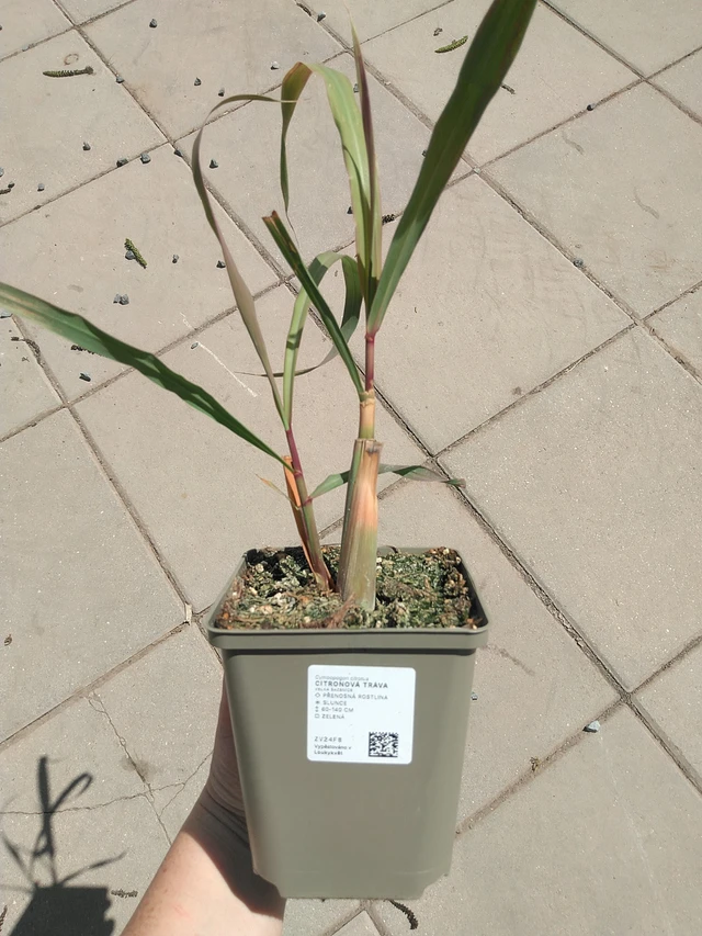 Hierba de limón - 15. 5. 2025