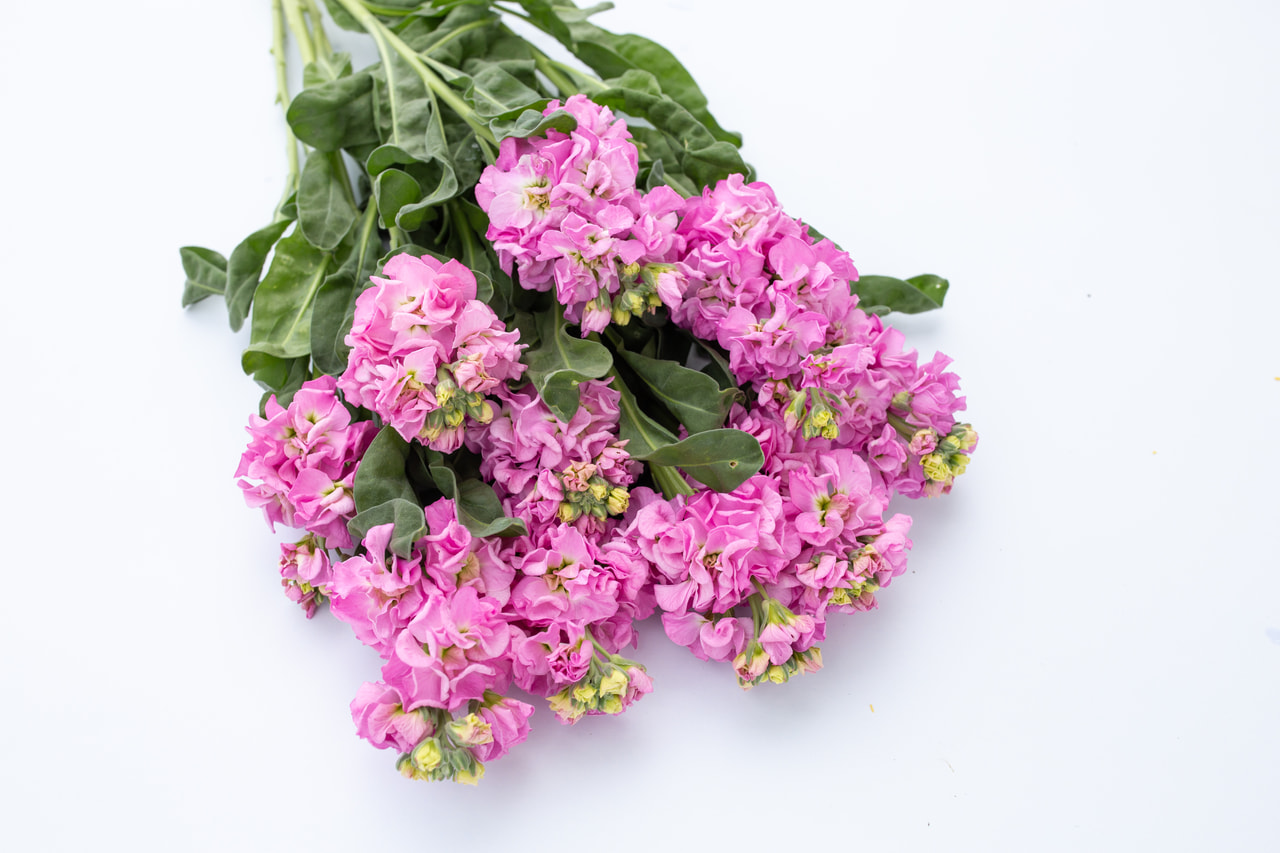 Stock Iron Pink, Loukykvět