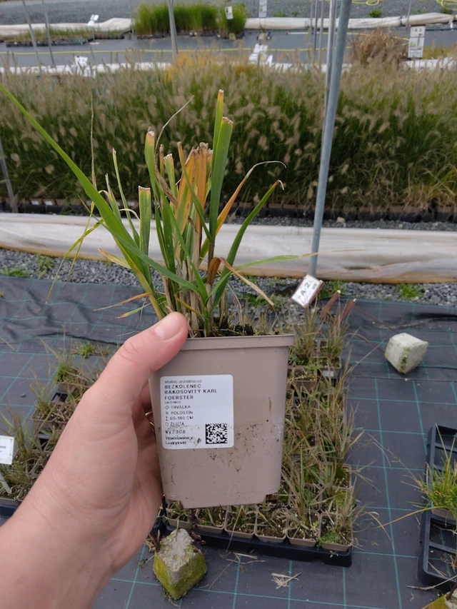 Isosiniheinä Karl Foerster - 10. 10. 2025