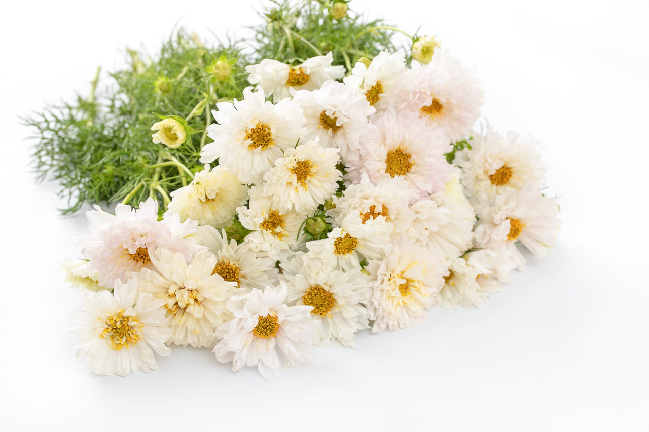 Cosmos Double Click Snow Puff, Loukykvět