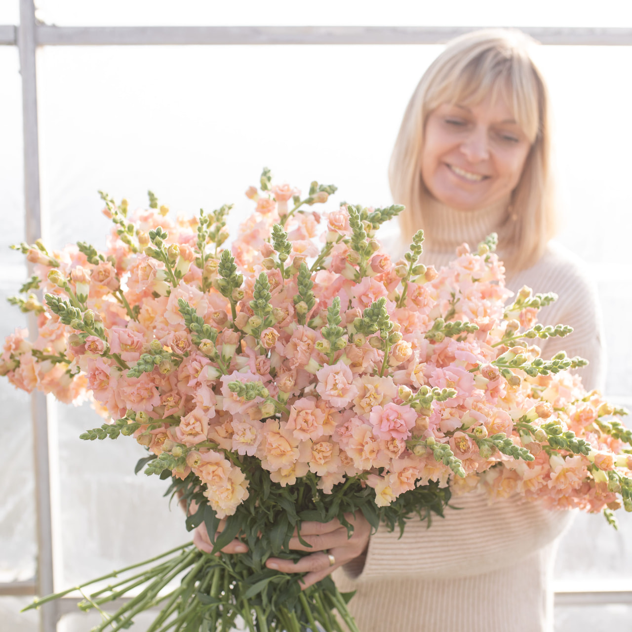 Leijonankita Snapstar Champagne, Loukykvět