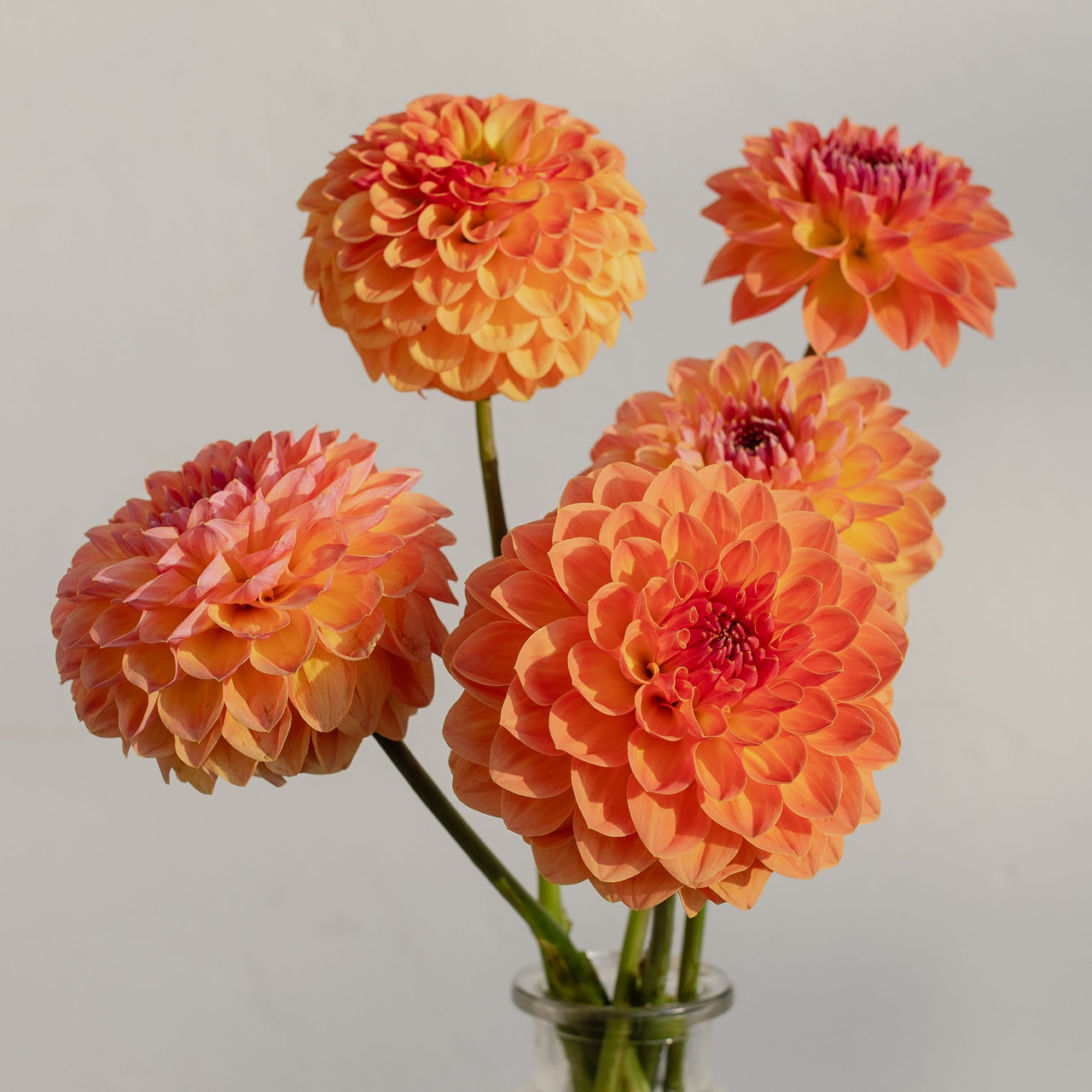 Daalia Orange Breeze, Loukykvět