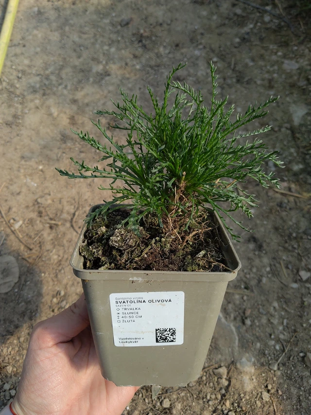 Vihersantoliina - 27. 3. 2026