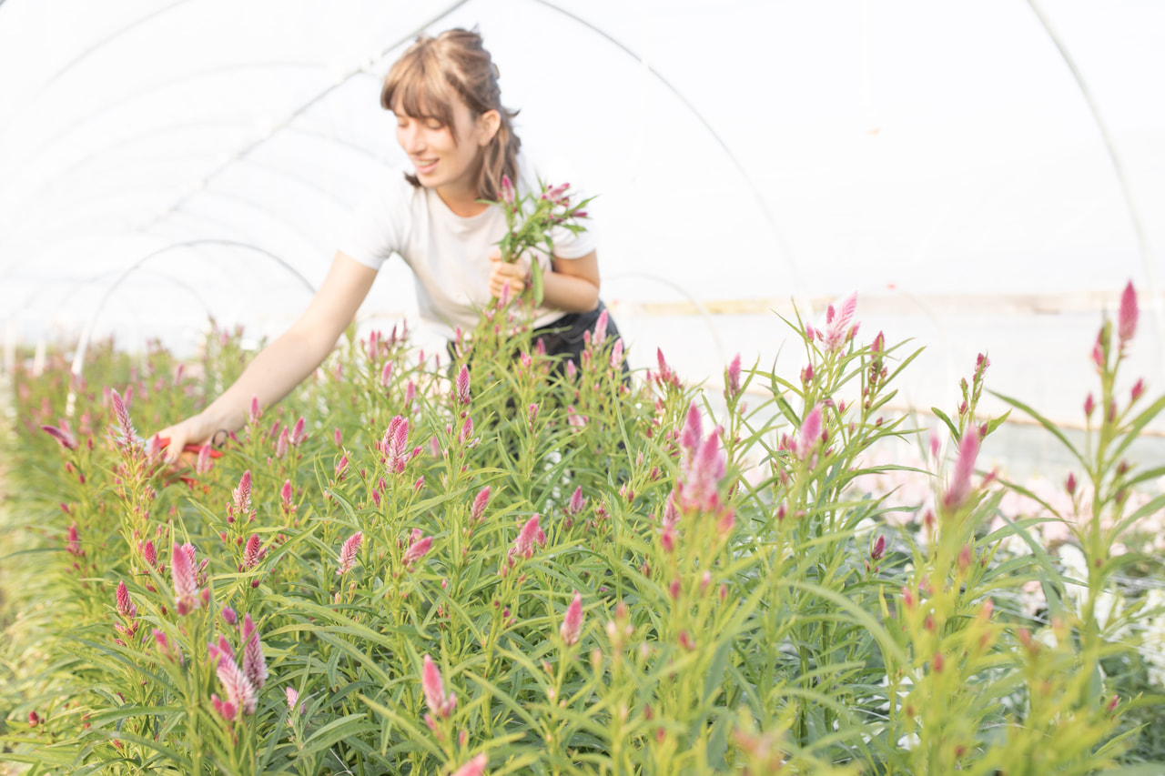Kukonharja Flamingo Feather, Loukykvět