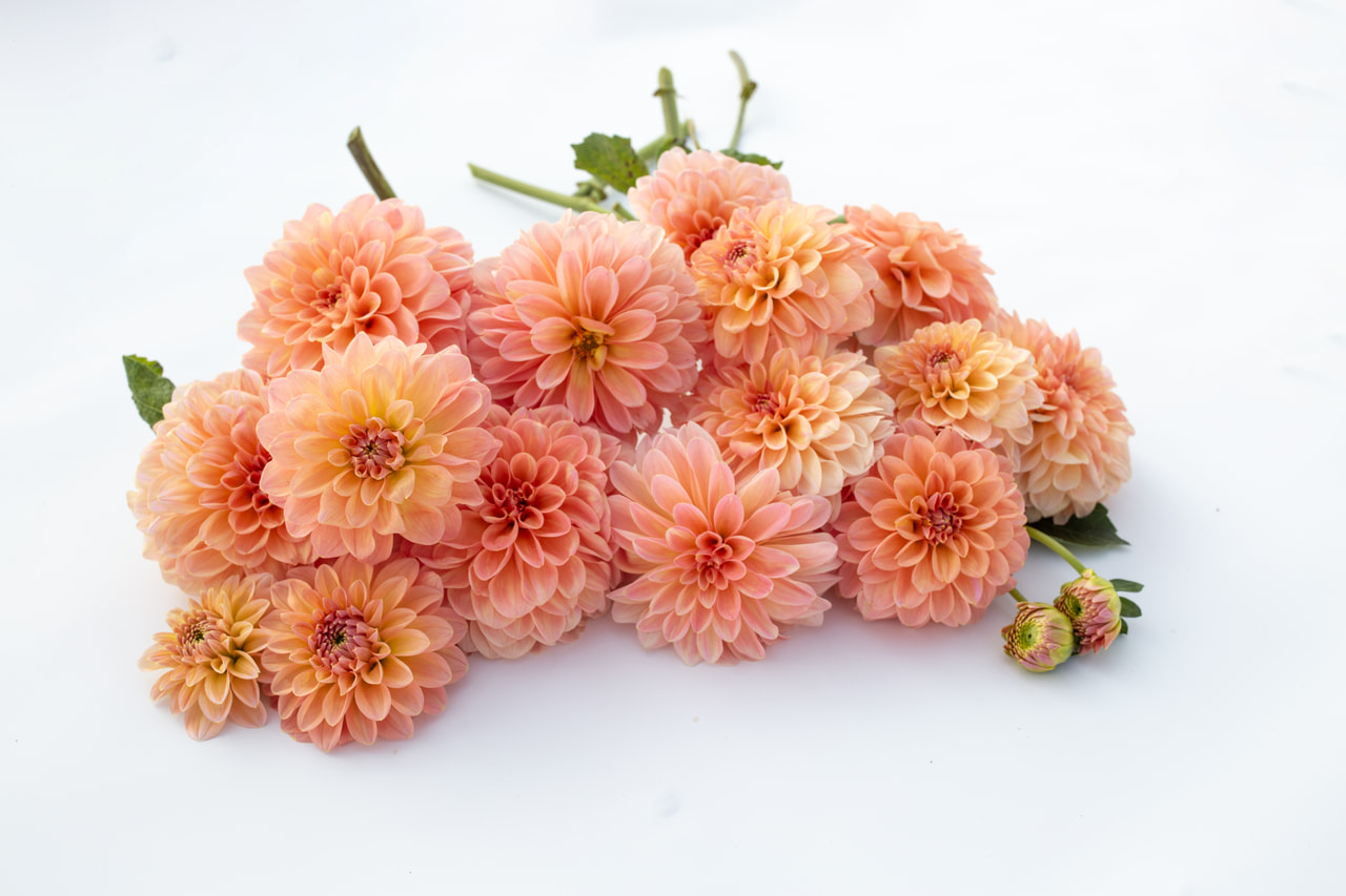 Daalia Nathalie G, Loukykvět