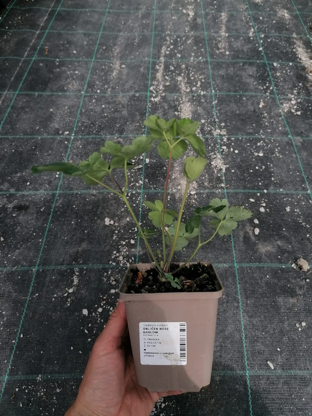 Lehtoakileija Rose Barlow - 2024