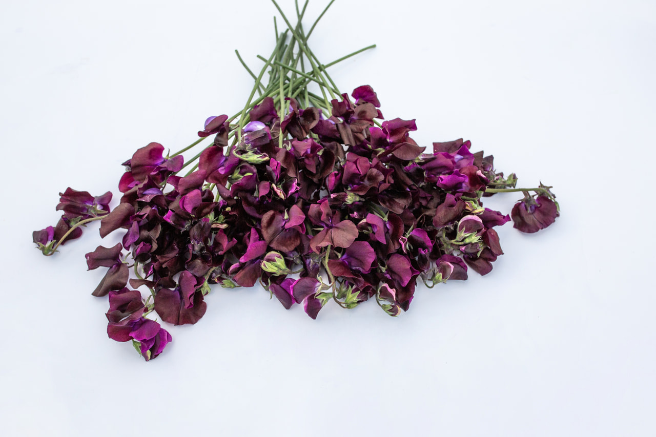 Lathyrus Spring Sunshine Burgundy, Loukykvět