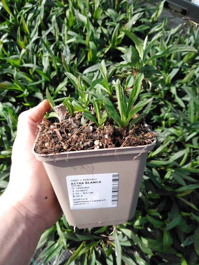 Asteri Blanca - 2024