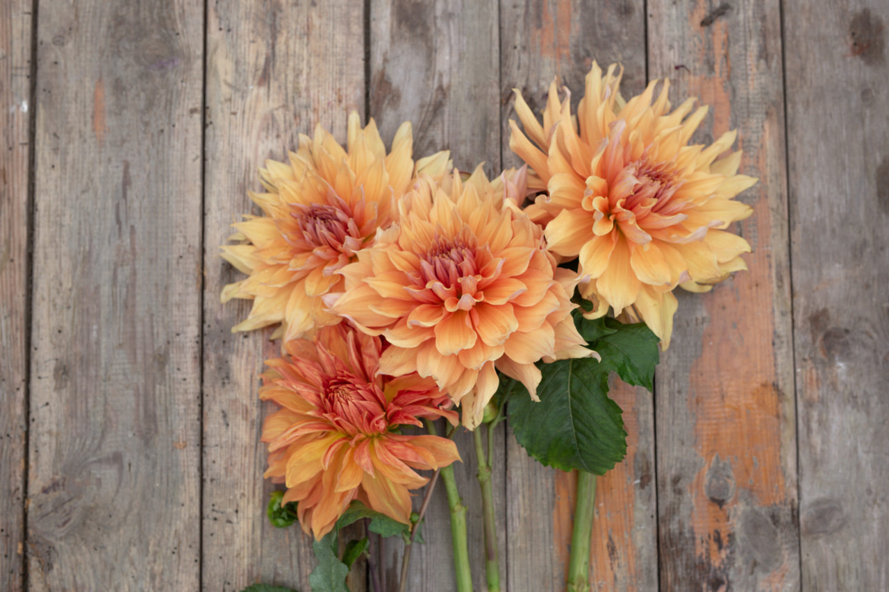 Daalia Mango Madness, Loukykvět