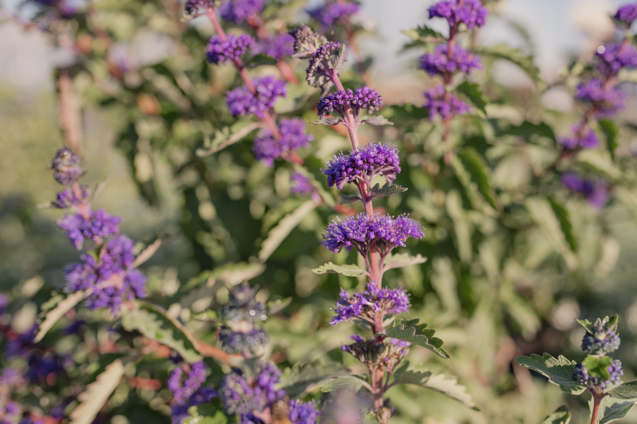 Siniparta Pagoda Ocean, Loukykvět