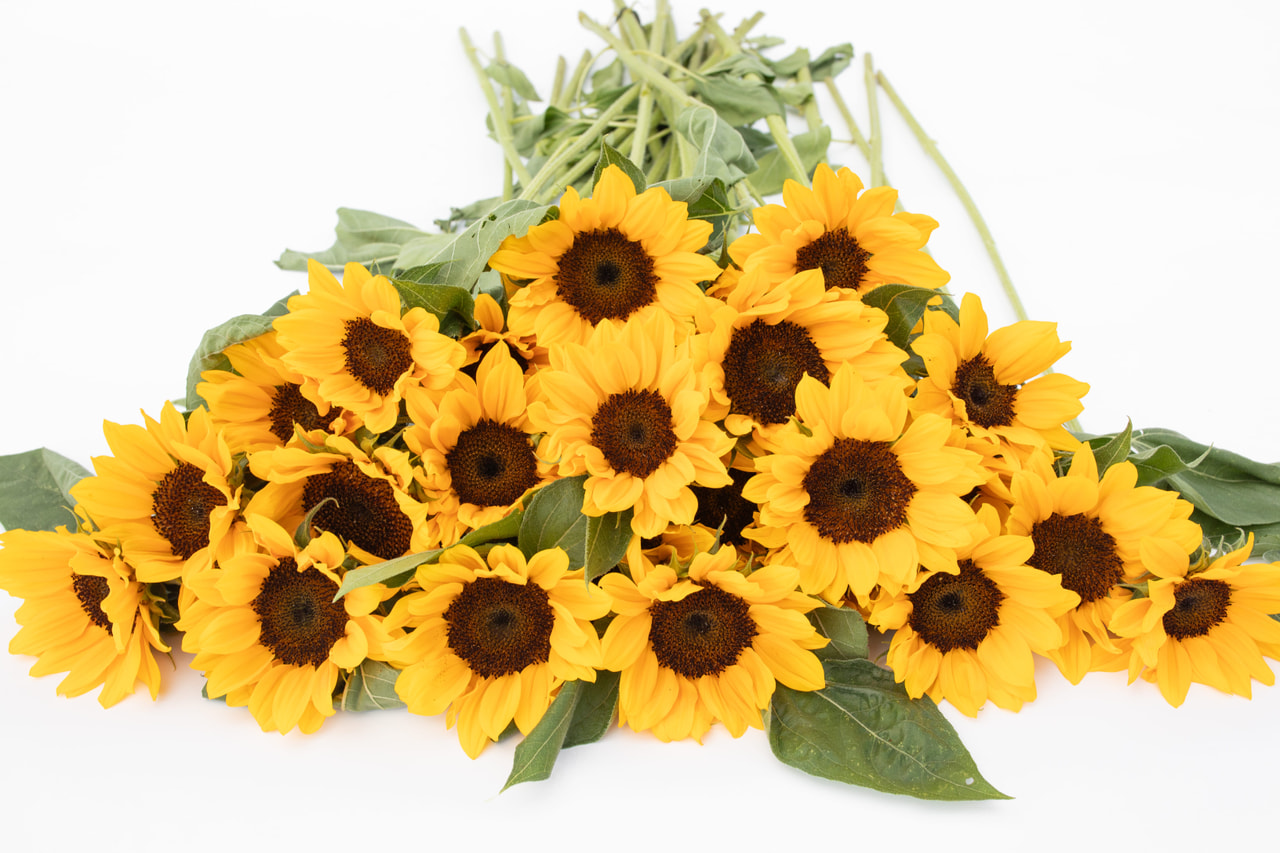 Zonnebloem Premier Up Orange, Loukykvět