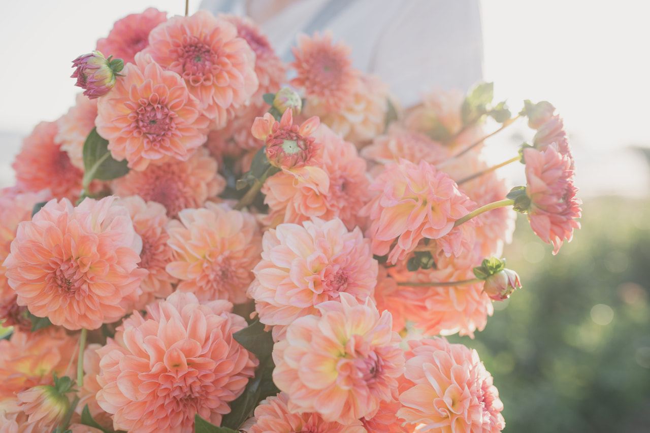 Daalia Sebastian, Loukykvět