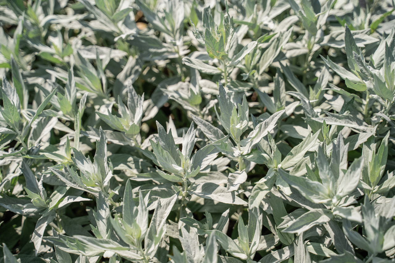 Artemisia ludoviciana Valerie Finnis, Loukykvět