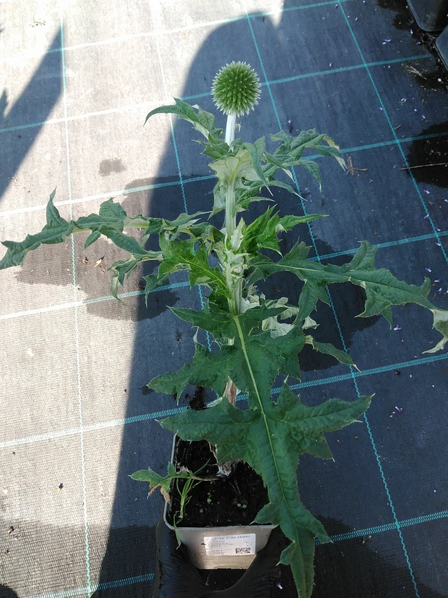 Sinipallo-ohdake Star Frost - 19. 8. 2025