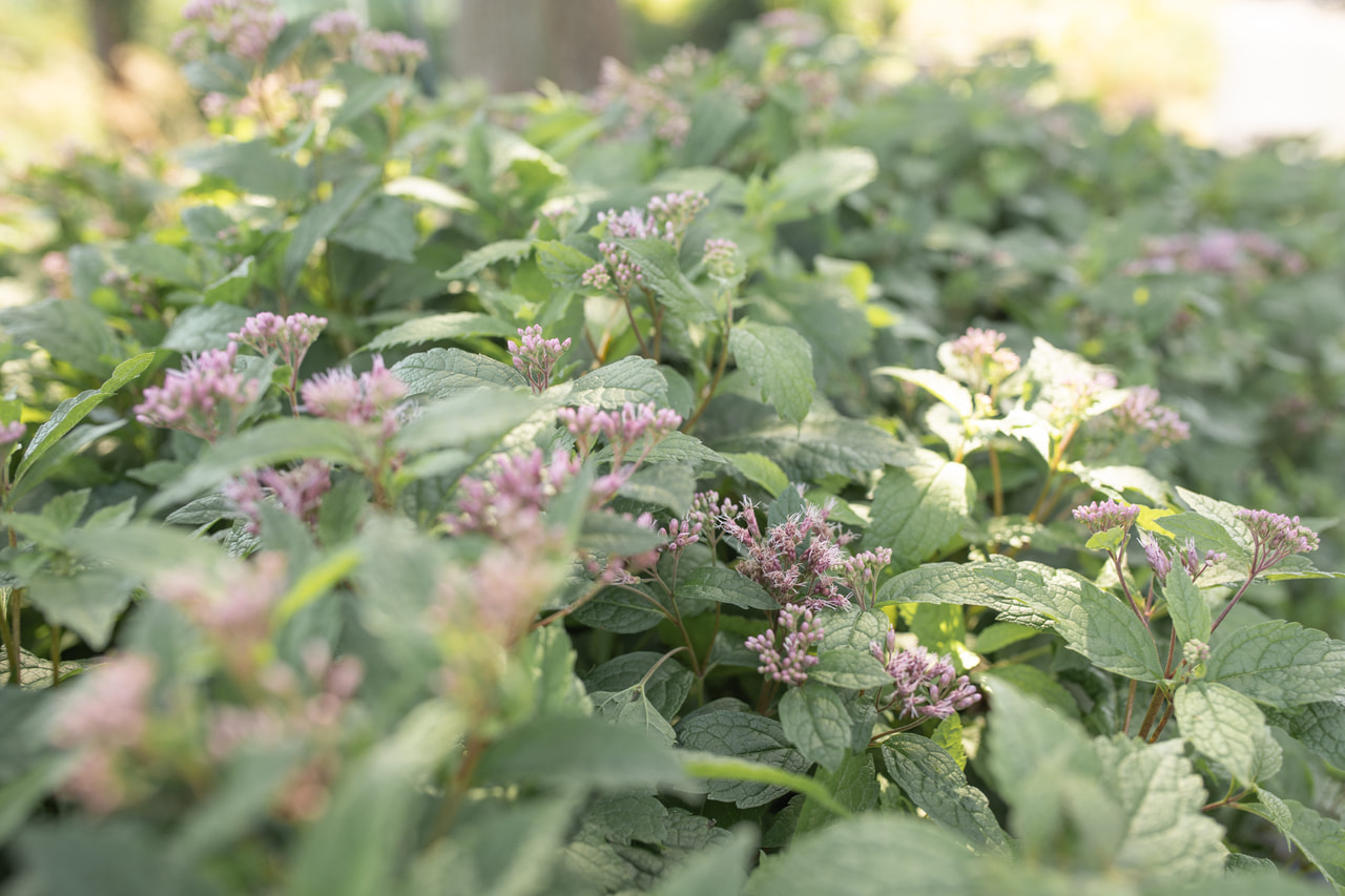 Punalatva Baby Joe, Loukykvět