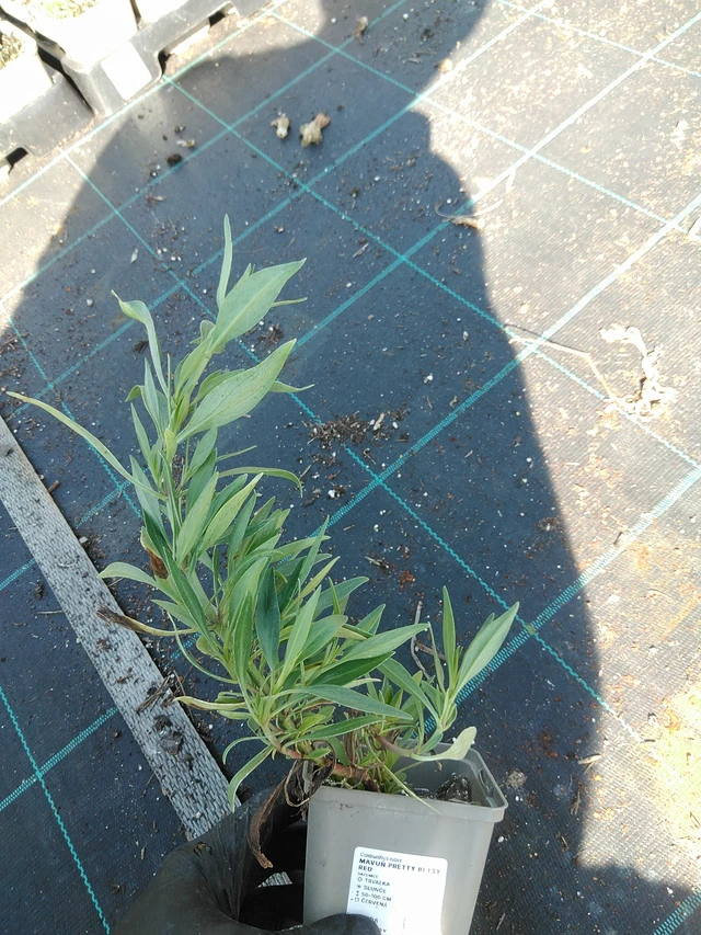 Komeapunikki Pretty Betsy Red - 19. 8. 2025