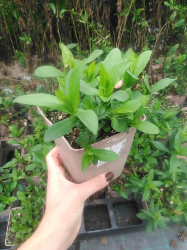 Syysasteri Brigitte - 2024