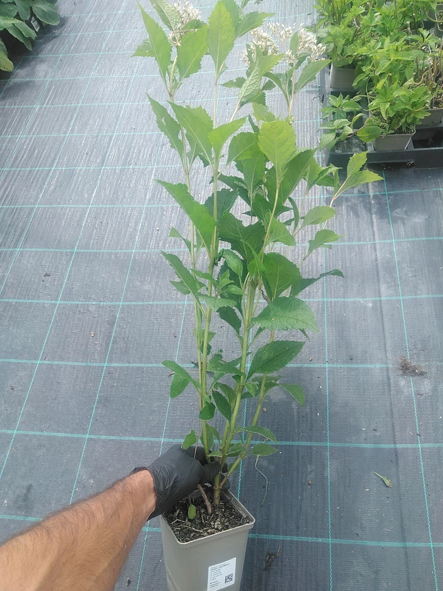 Punalatva Snowball - 10. 9. 2025