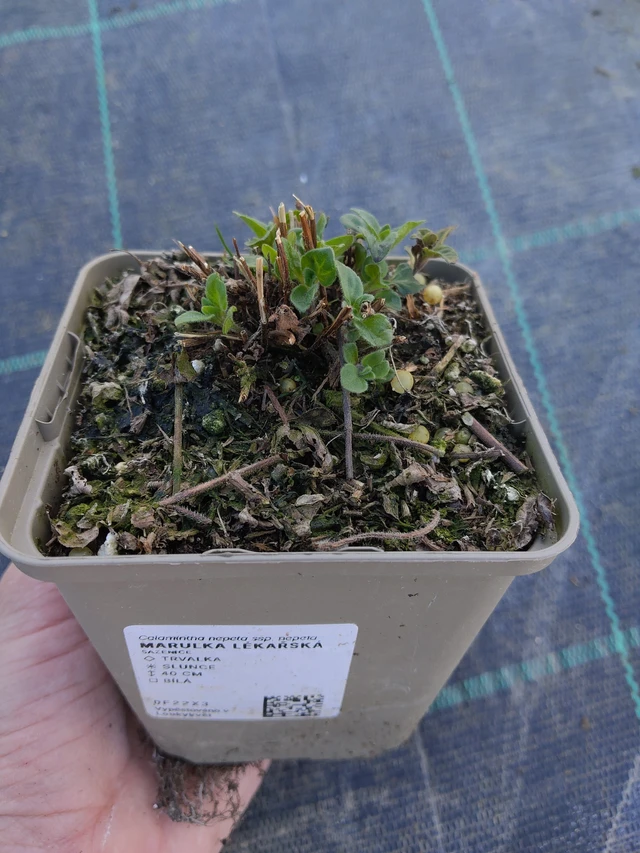 Kivikkokäenminttu - 27. 3. 2026