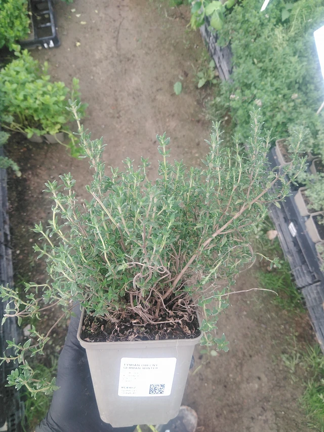 Tomillo German Winter - 10. 9. 2025