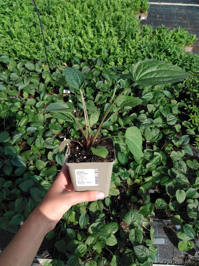 Sädepäivänhattu Goldsturm - 2024