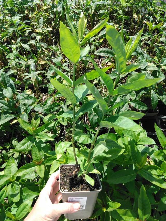 Leimu Sternhimmel - 13. 5. 2025