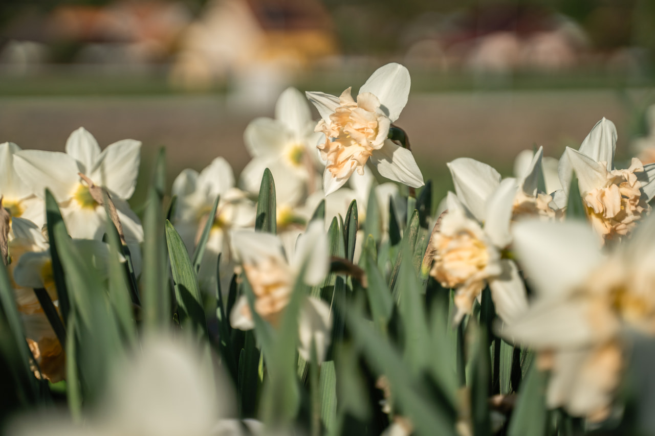 Narsissi Palmares, Loukykvět