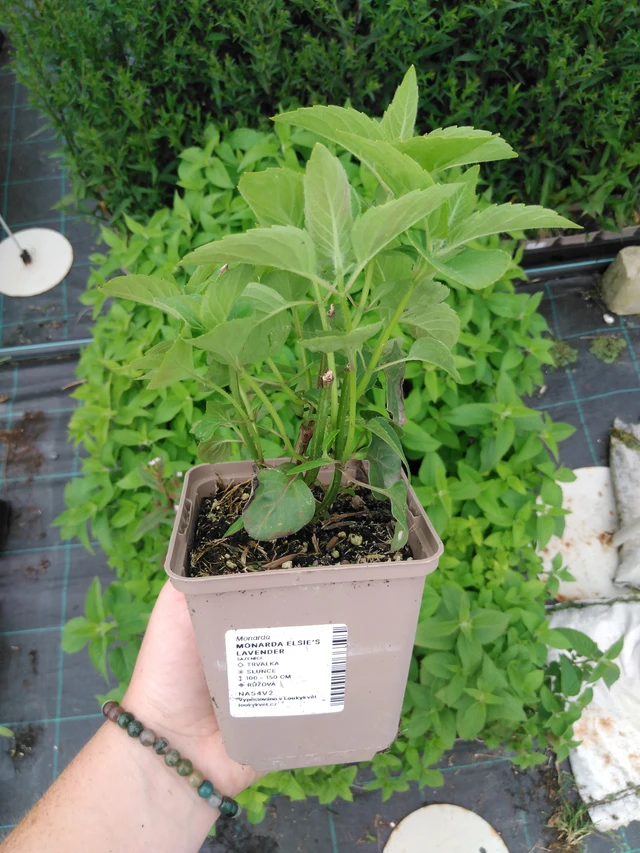 Väriminttu Elsie’s Lavender - 2024