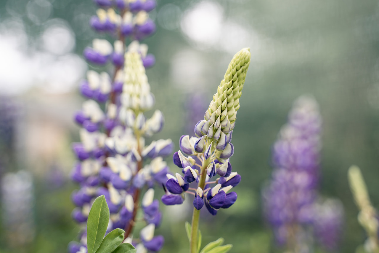 Lupiini Band of Nobles Kastellan, Loukykvět