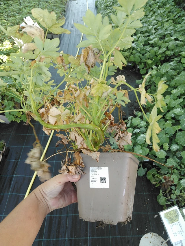 Corazón de María Alba - 19. 8. 2025