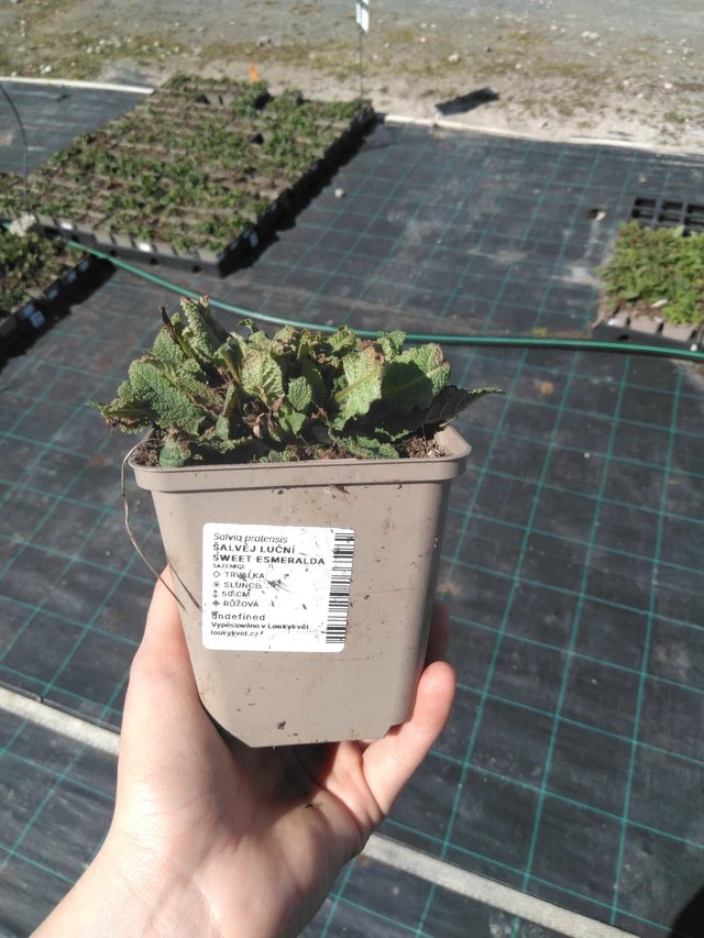 Salvia pratensis Sweet Esmeralda - 3. 4. 2025