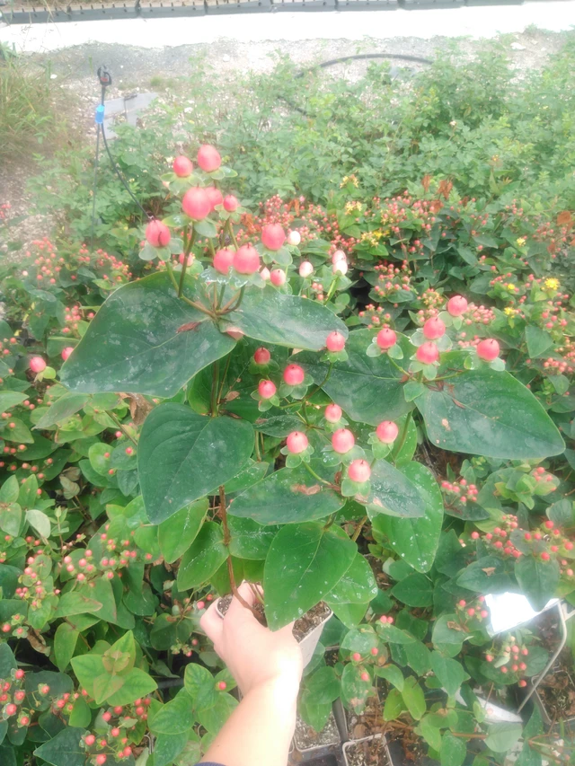 Kuisma Globo Raspberry - 2024