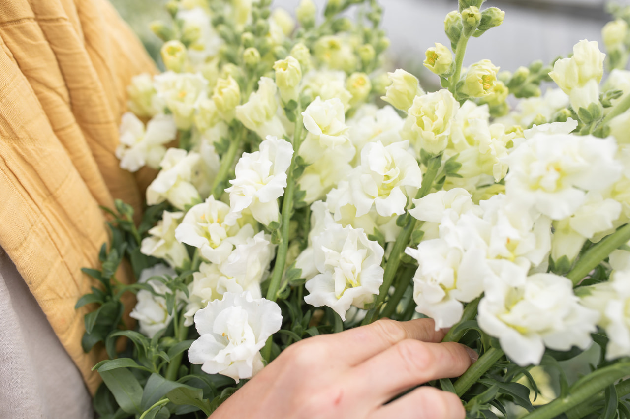 Leijonankita Snapstar White, Loukykvět