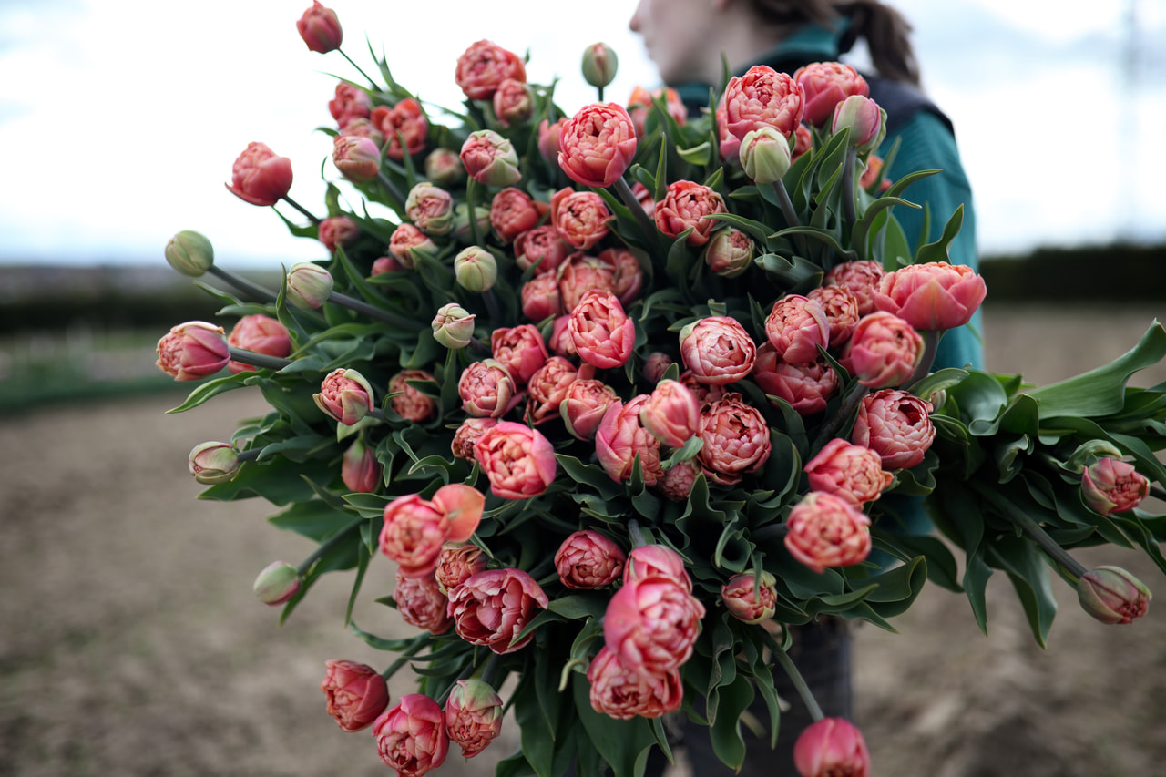 Tulppaani Copper Image, Loukykvět
