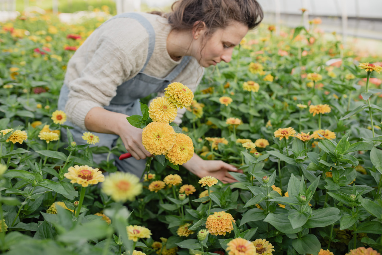 Tsinnia Queen Lemon Peach, Loukykvět