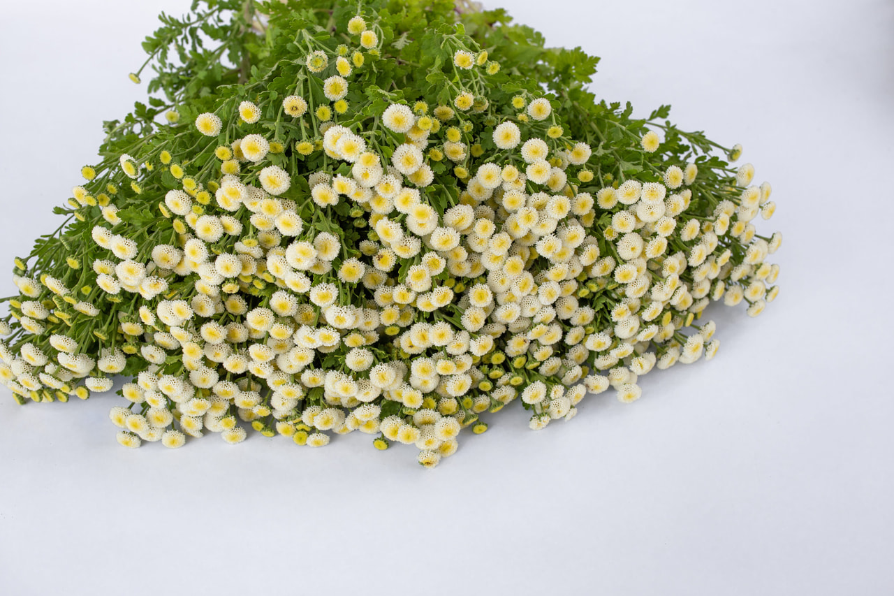 Reunuspietaryrtti Lima, Loukykvět