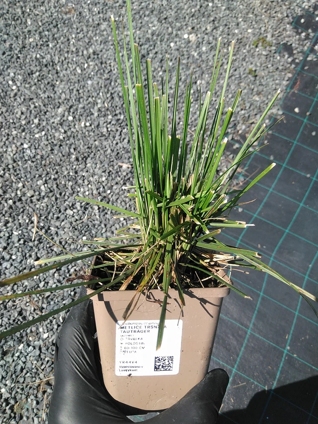 Metlice trsnatá Tauträger - 19. 8. 2025