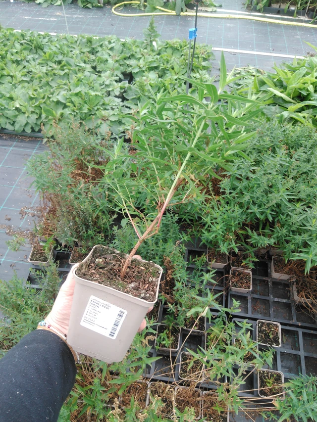 Rantakukka Rose Queen - 2024