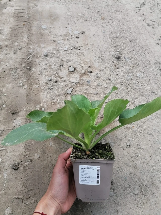 Eringio Glitter White - 2024